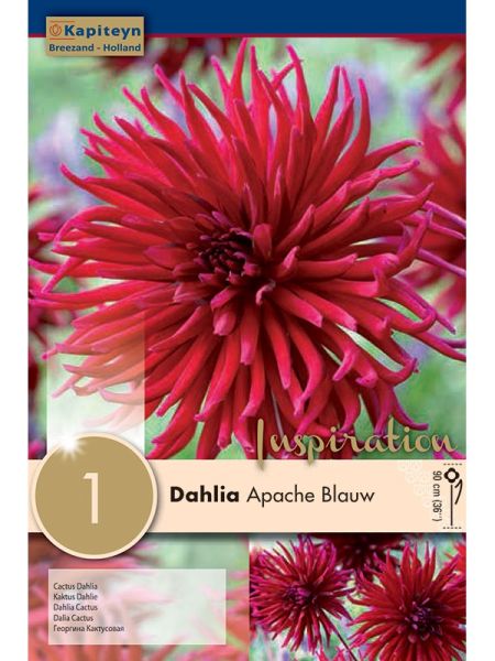 Dahlia Gpe Cactus 'Apache Blauw'