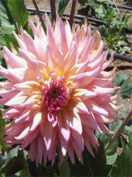 Dahlia Gpe Cactus 'Camargue'