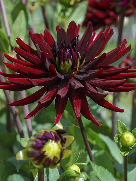 Dahlia Gpe Cactus 'Chat noir'