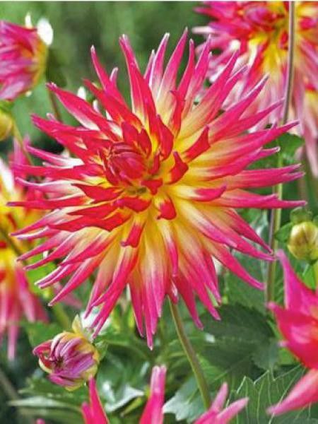 Dahlia Gpe Cactus 'Electric Flash'