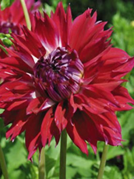 Dahlia Gpe Cactus 'Fantaste du Cap'