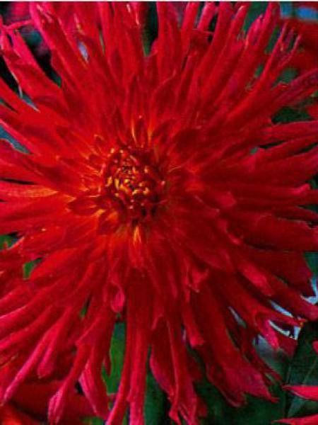 Dahlia Gpe Cactus 'Flirt'