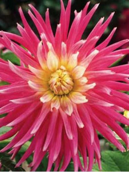 Dahlia Gpe Cactus 'Good Earth'