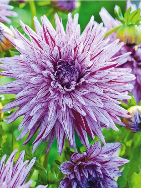 Dahlia Gpe Cactus 'Hy trio'