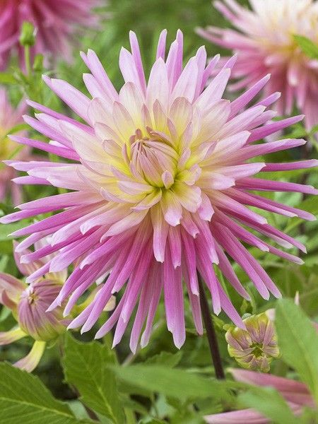 Dahlia Gpe Cactus 'Jeanne d'Arc'