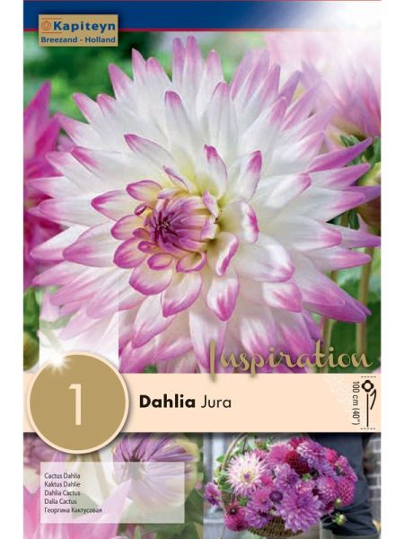 Dahlia Gpe Cactus 'Jura'
