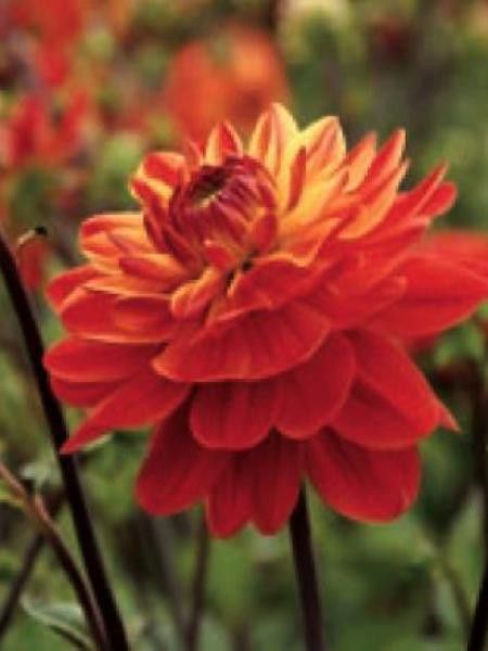 Dahlia Gpe Cactus 'Kees Verkade'