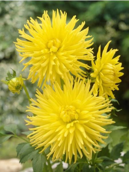 Dahlia gpe cactus  'Kennemerland'