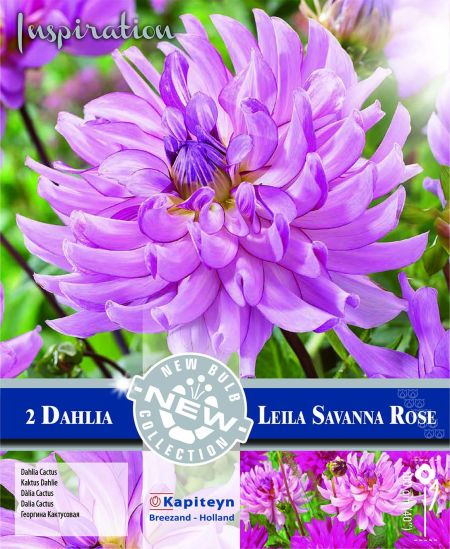 Dahlia Gpe Cactus 'Leila Savanna Rose'