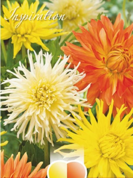 Dahlia Gpe Cactus 'Mélange Orange, Jaune Et Blanc'