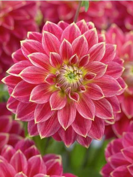 Dahlia Gpe Cactus 'Mr Optimist'