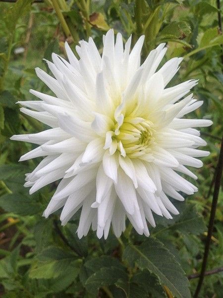 Dahlia Gpe Cactus 'My Love'