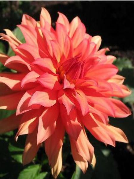 Dahlia Gpe Cactus nain 'Autumn Fairy'