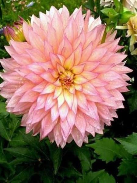 Dahlia Gpe Cactus nain 'Extase'