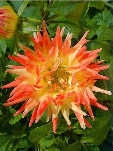 Dahlia Gpe Cactus nain 'Garden Princess'