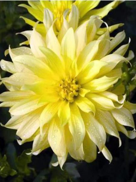 Dahlia Gpe Cactus nain 'Munchen'