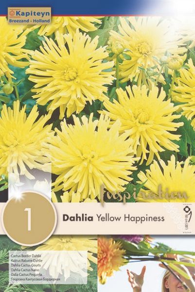 Dahlia Gpe Cactus nain 'Yellow Happiness'