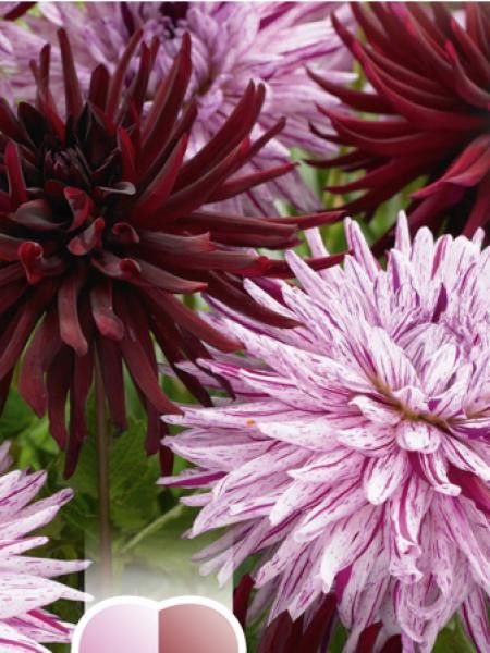Dahlia Gpe Cactus 'Noir et rose'