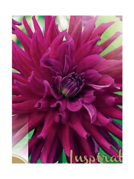 Dahlia Gpe Cactus 'Orfeo'