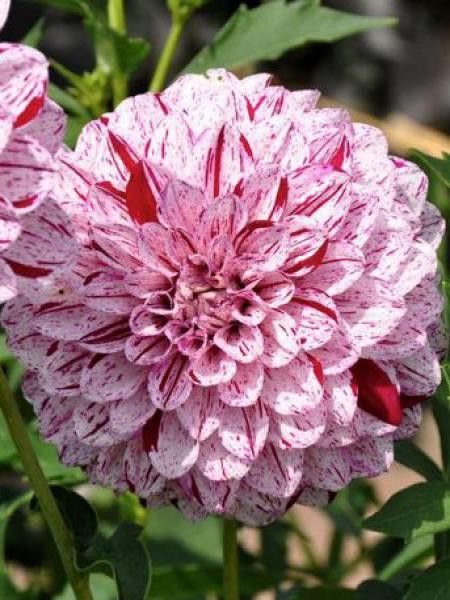 Dahlia Gpe Cactus 'Prince Carnaval'