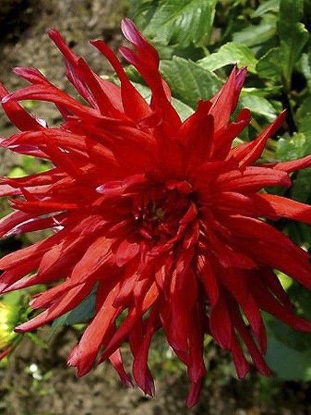 Dahlia Gpe Cactus 'Red Majorette'
