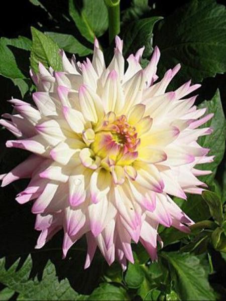 Dahlia Gpe Cactus 'Romantique'
