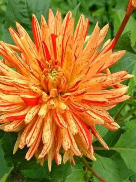 Dahlia Gpe Cactus 'Saint Saens'