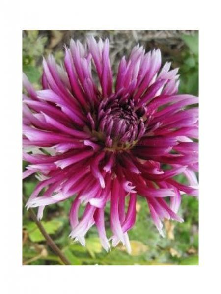 Dahlia gpe cactus spider 'Alauna Claire Obscur'