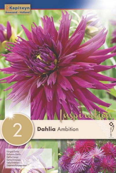 Dahlia Gpe Cactus Spider 'Ambition'
