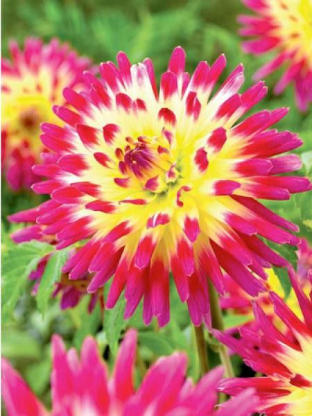 Dahlia Gpe Cactus 'Tahiti sunrise'