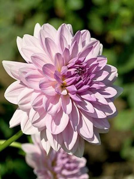 Dahlia Gpe Cactus 'Valentino'