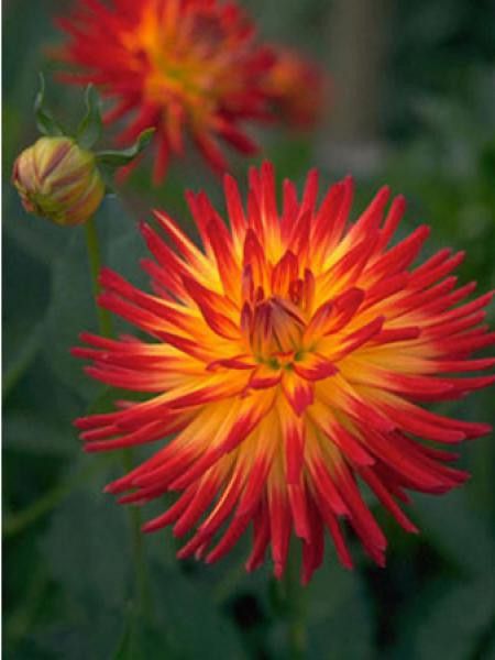 Dahlia Gpe Cactus ''Weston Spanish Dancer''