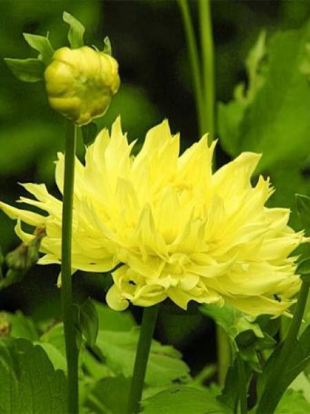Dahlia Gpe Cactus 'Yellow Passion'