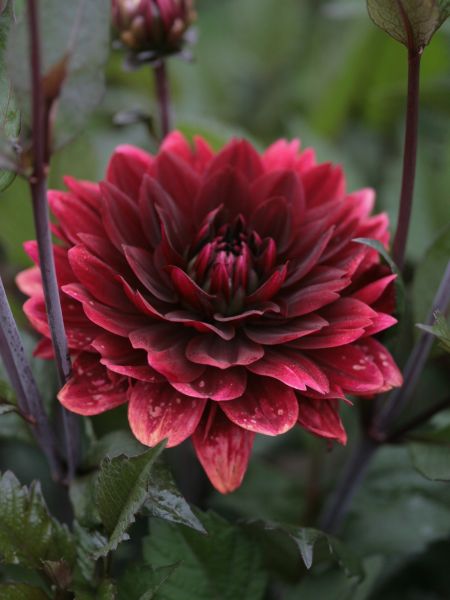 Dahlia Gpe décoratif 'After Dusk'