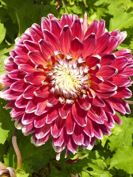 Dahlia Gpe décoratif 'Akita'