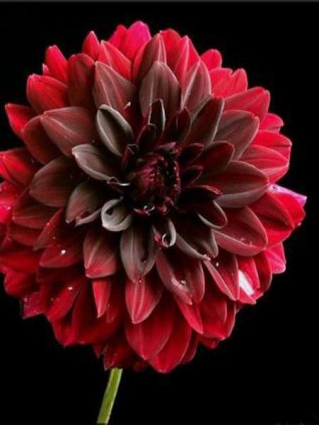 Dahlia Gpe décoratif 'Arabian Night'