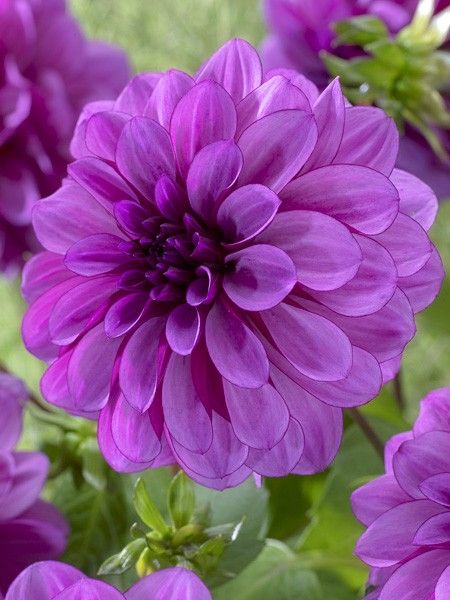 Dahlia Gpe décoratif 'Blue Bell'