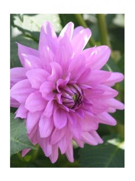 Dahlia Gpe décoratif 'Blue Boy'