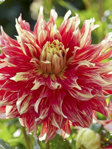 Dahlia Gpe décoratif 'Bodacious'