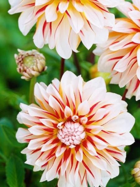 Dahlia Gpe décoratif 'Caribbean Fantasy'