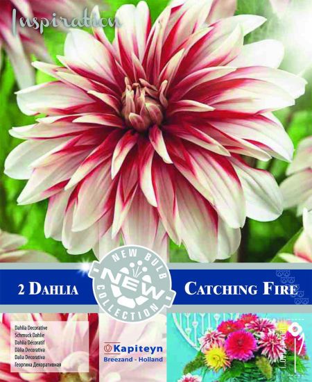 Dahlia Gpe décoratif 'Catching Fire'