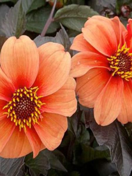 Dahlia Gpe décoratif 'Catherine Deneuve'