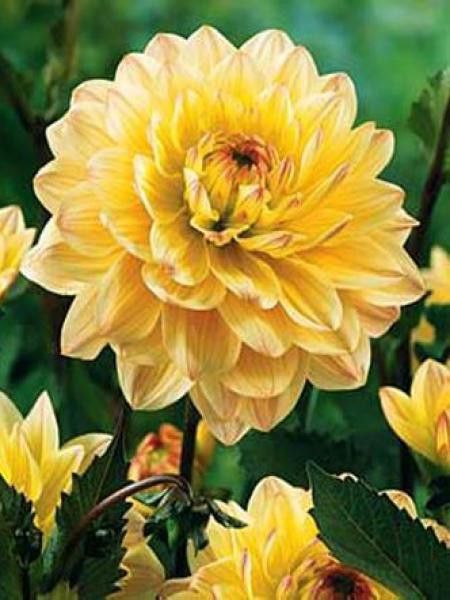 Dahlia Gpe décoratif 'Chianti'