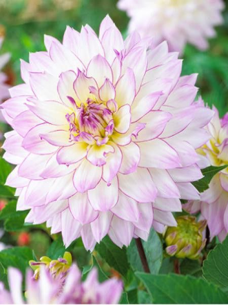 Dahlia Gpe décoratif 'Crazy love'