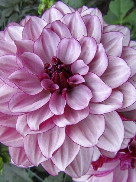 Dahlia Gpe décoratif 'Crème de Cassis'