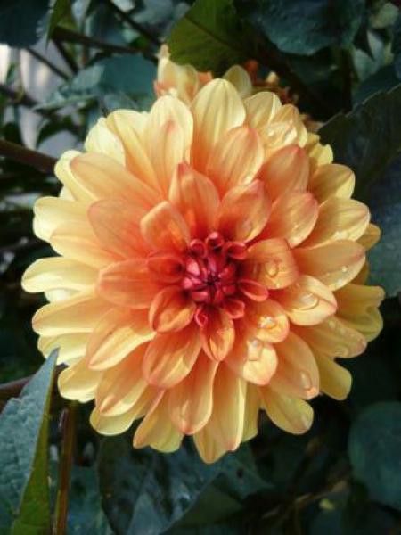 Dahlia Gpe décoratif 'David Howard'