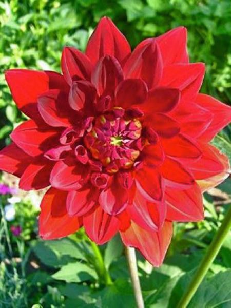 Dahlia Gpe décoratif 'Decored'