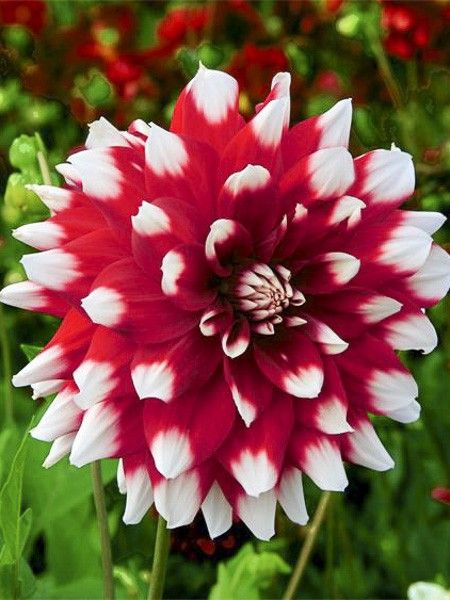 Dahlia Gpe décoratif 'Duet'