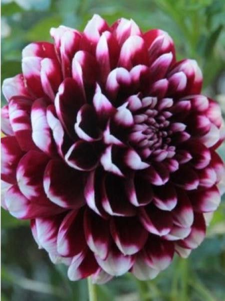 Dahlia Gpe décoratif 'Edinburgh'