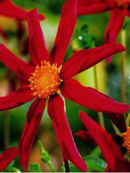 Dahlia Gpe décoratif 'Etoile Rouge'